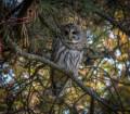 Barred owl at Pines Trail.<br />Oct. 22, 2012 - Parker River National Wildlife Refuge, Plum Island, Massachusetts.