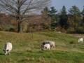 Oct. 26, 2012 - Appleton Farms, Ipswich, Massachusetts.