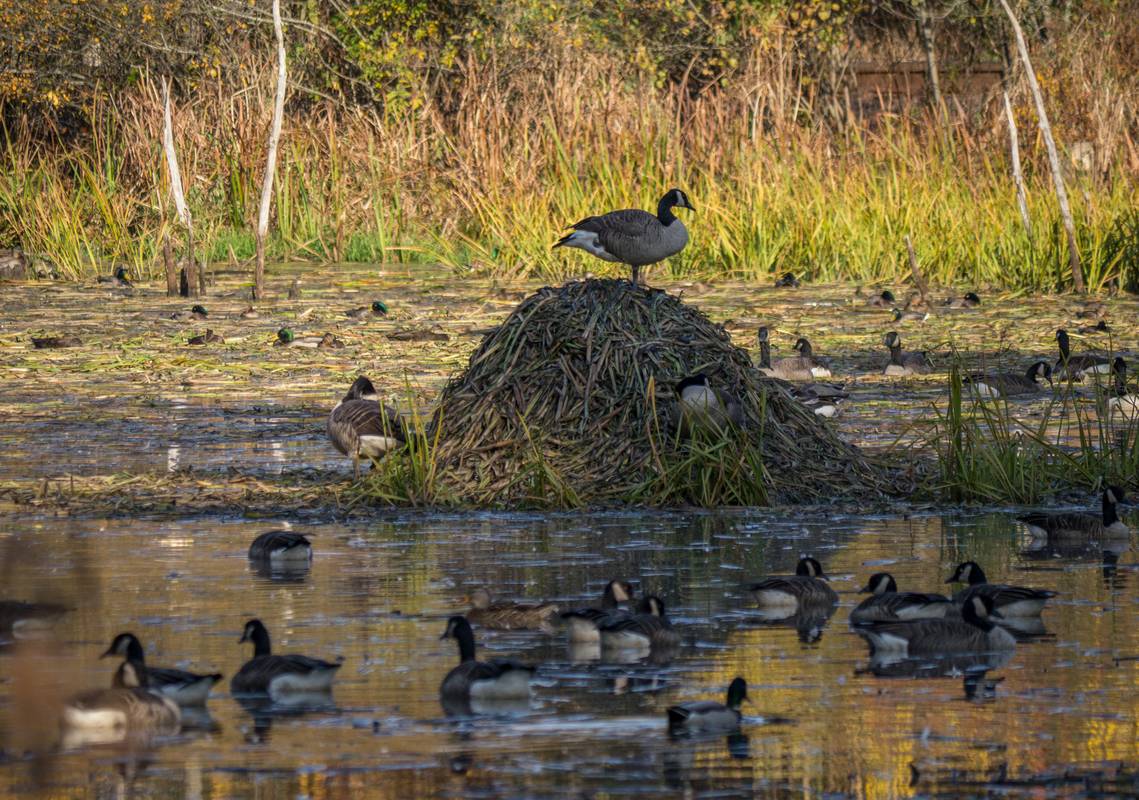 Oct. 26, 2012 - Appleton Farms, Ipswich, Massachusetts.