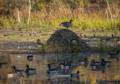 Oct. 26, 2012 - Appleton Farms, Ipswich, Massachusetts.