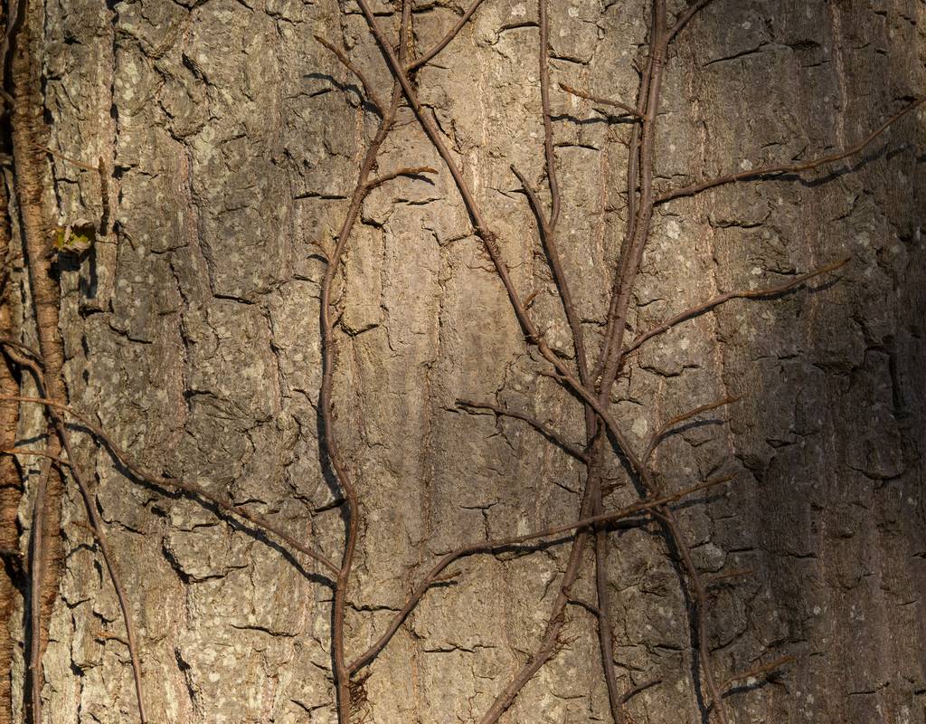 Oct. 26, 2012 - Appleton Farms, Ipswich, Massachusetts.