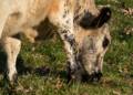 Oct. 26, 2012 - Appleton Farms, Ipswich, Massachusetts.