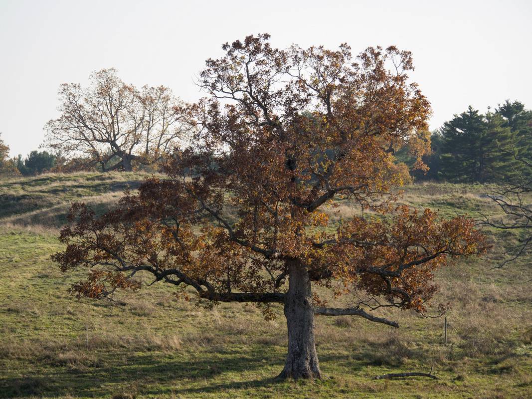 Oct. 26, 2012 - Appleton Farms, Ipswich, Massachusetts.