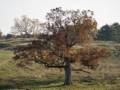 Oct. 26, 2012 - Appleton Farms, Ipswich, Massachusetts.