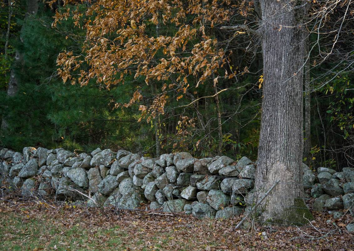 Oct. 26, 2012 - Appleton Farms, Ipswich, Massachusetts.