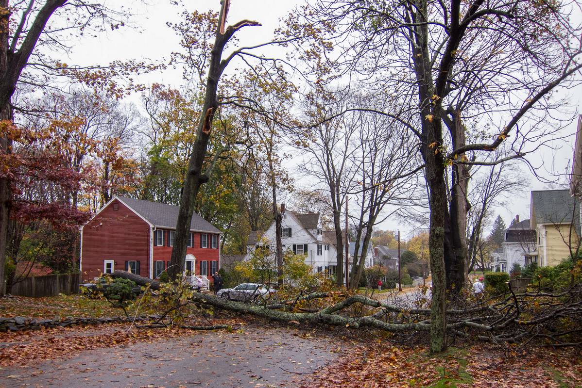 Hurricane Sandy did this on our street.<br />We lost power at 2:16 pm and it was restored at about 5 am.<br />Oct. 29, 2012 - Merrimac, Massachusetts.