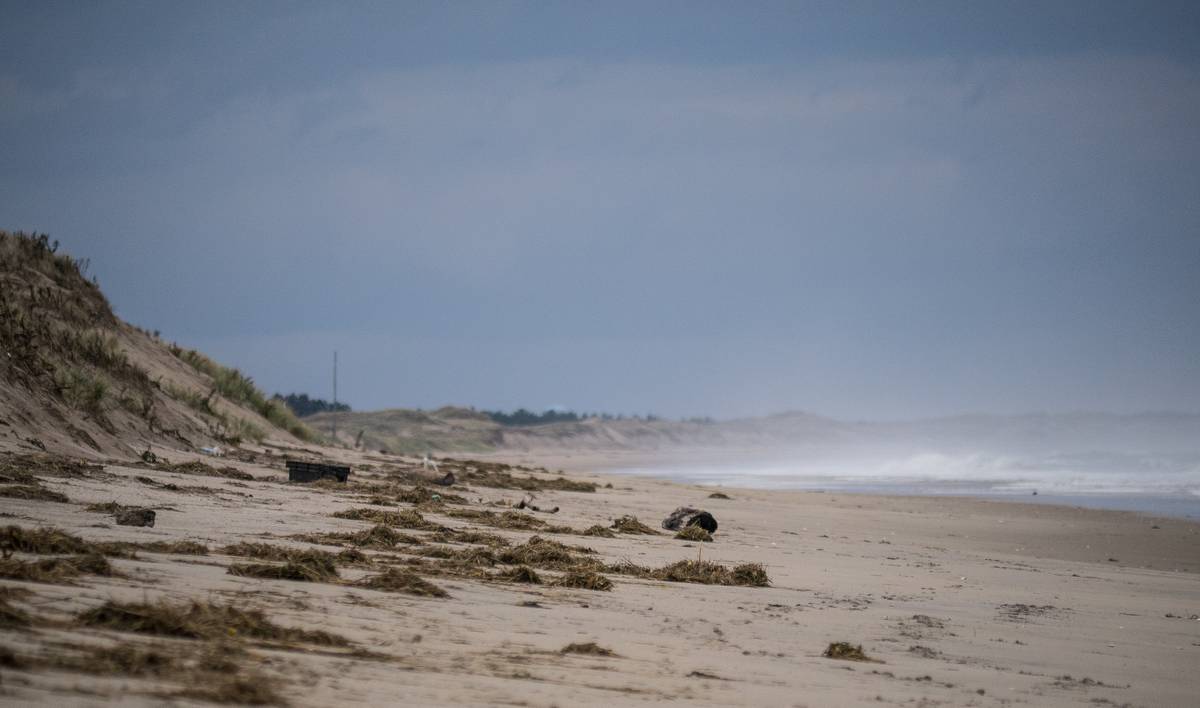 Oct. 31, 2012 - Parker River National Wildlife Refuge, Plum Island, Massachusetts.