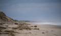 Oct. 31, 2012 - Parker River National Wildlife Refuge, Plum Island, Massachusetts.