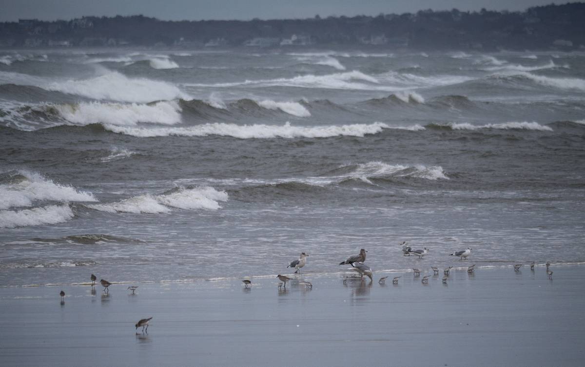 Shore birds and remnants of Hurricane Sandy.<br />Oct. 31, 2012 - Parker River National Wildlife Refuge, Plum Island, Massachusetts.
