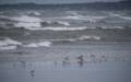 Shore birds and remnants of Hurricane Sandy.<br />Oct. 31, 2012 - Parker River National Wildlife Refuge, Plum Island, Massachusetts.