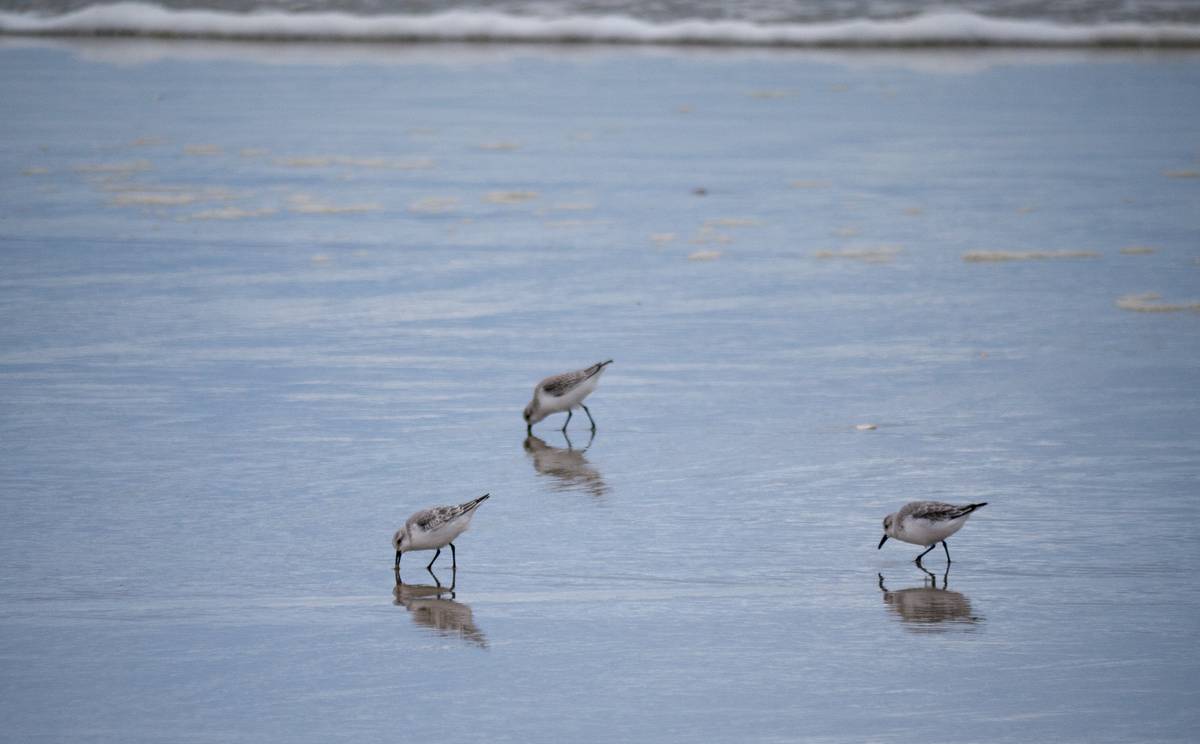 Sanderlings?<br />Oct. 31, 2012 - Parker River National Wildlife Refuge, Plum Island, Massachusetts.
