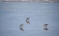 Sanderlings?<br />Oct. 31, 2012 - Parker River National Wildlife Refuge, Plum Island, Massachusetts.
