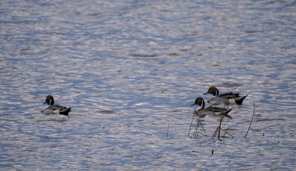 Pintail ducks in Stage Island Pond.<br />Oct. 31, 2012 - Parker River National Wildlife Refuge, Plum Island, Massachusetts.