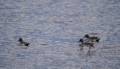 Pintail ducks in Stage Island Pond.<br />Oct. 31, 2012 - Parker River National Wildlife Refuge, Plum Island, Massachusetts.