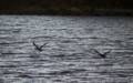 Ducks over Stage Island Pond.<br />Oct. 31, 2012 - Parker River National Wildlife Refuge, Plum Island, Massachusetts.