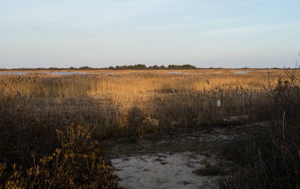 PRNWR marsh at the border with the Reservation.<br />Nov. 12, 2012 - Sandy Point State Reservation, Plum Island, Massachusetts.