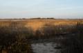 PRNWR marsh at the border with the Reservation.<br />Nov. 12, 2012 - Sandy Point State Reservation, Plum Island, Massachusetts.