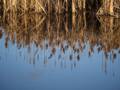 At Hellcat Wildlife Observation Area.<br />Nov. 19, 2012 - Parker River National Wildlife Refuge, Plum Island, Massachusetts.