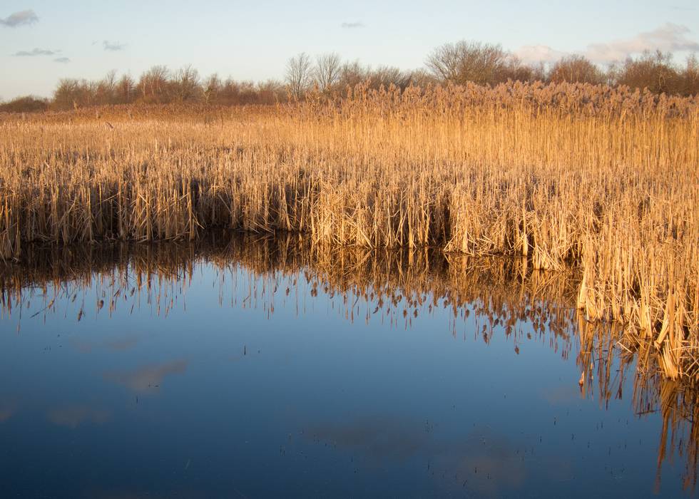 At Hellcat Wildlife Observation Area.<br />Nov. 19, 2012 - Parker River National Wildlife Refuge, Plum Island, Massachusetts.