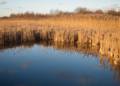 At Hellcat Wildlife Observation Area.<br />Nov. 19, 2012 - Parker River National Wildlife Refuge, Plum Island, Massachusetts.