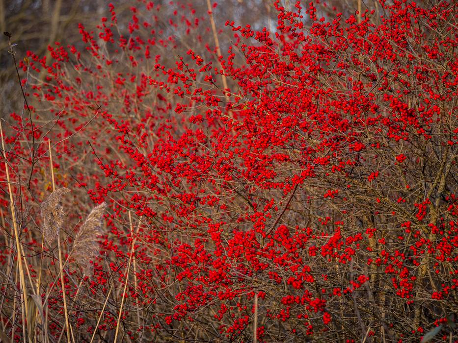 At Hellcat Wildlife Observation Area.<br />Nov. 19, 2012 - Parker River National Wildlife Refuge, Plum Island, Massachusetts.