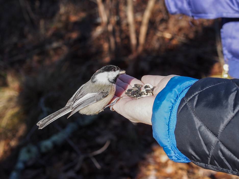 A chickadee picking up a seed out of Joyce's hand.<br />Nov. 23, 2012 - Ipswich River Wildlife Sanctuary, Topsfield, Massachusetts.