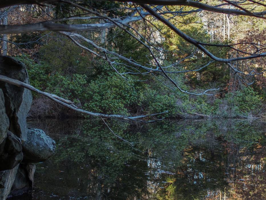 At the Rockery.<br />Nov. 23, 2012 - Ipswich River Wildlife Sanctuary, Topsfield, Massachusetts.