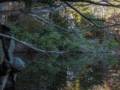 At the Rockery.<br />Nov. 23, 2012 - Ipswich River Wildlife Sanctuary, Topsfield, Massachusetts.