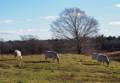 Nov. 24, 2012 - Appleton Farms, Ipswich, Massachusetts.