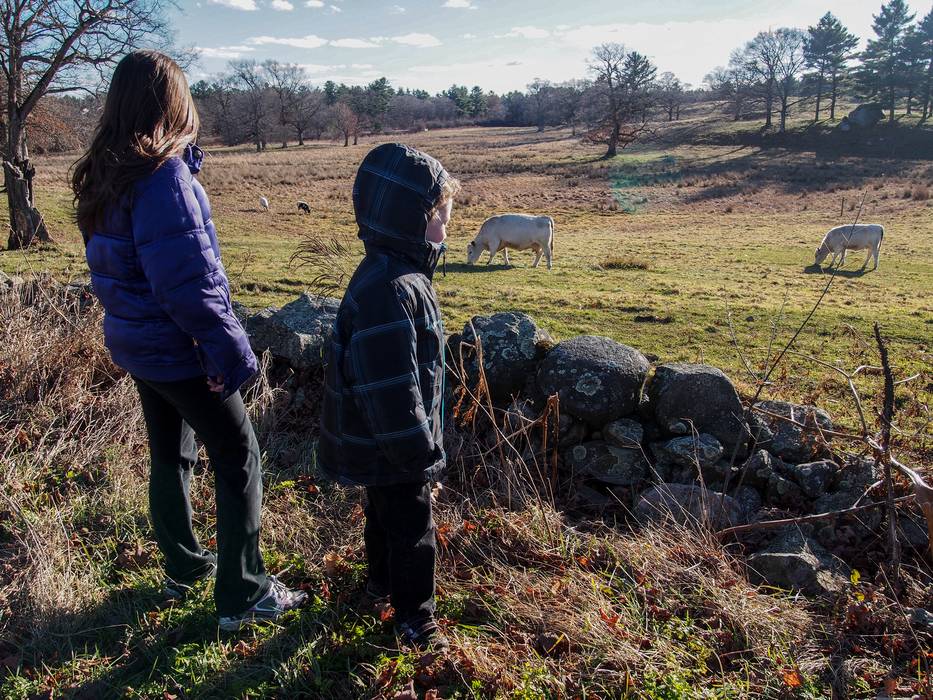 Miranda and Matthew looking at the cows.<br />Nov. 24, 2012 - Appleton Farms, Ipswich, Massachusetts.