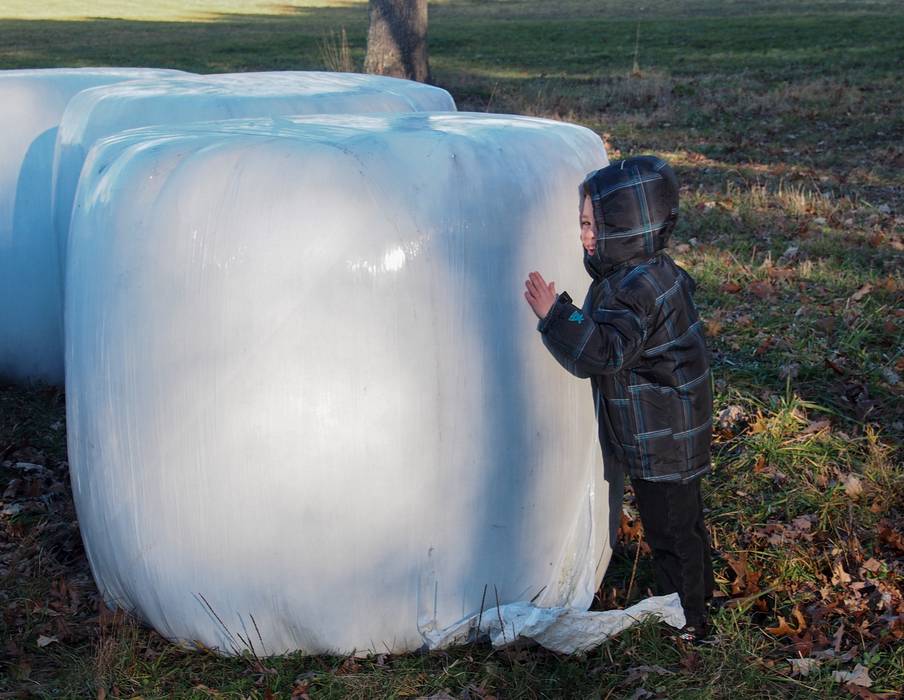 Matthew trying to budge a hay bale.<br />Nov. 24, 2012 - Appleton Farms, Ipswich, Massachusetts.