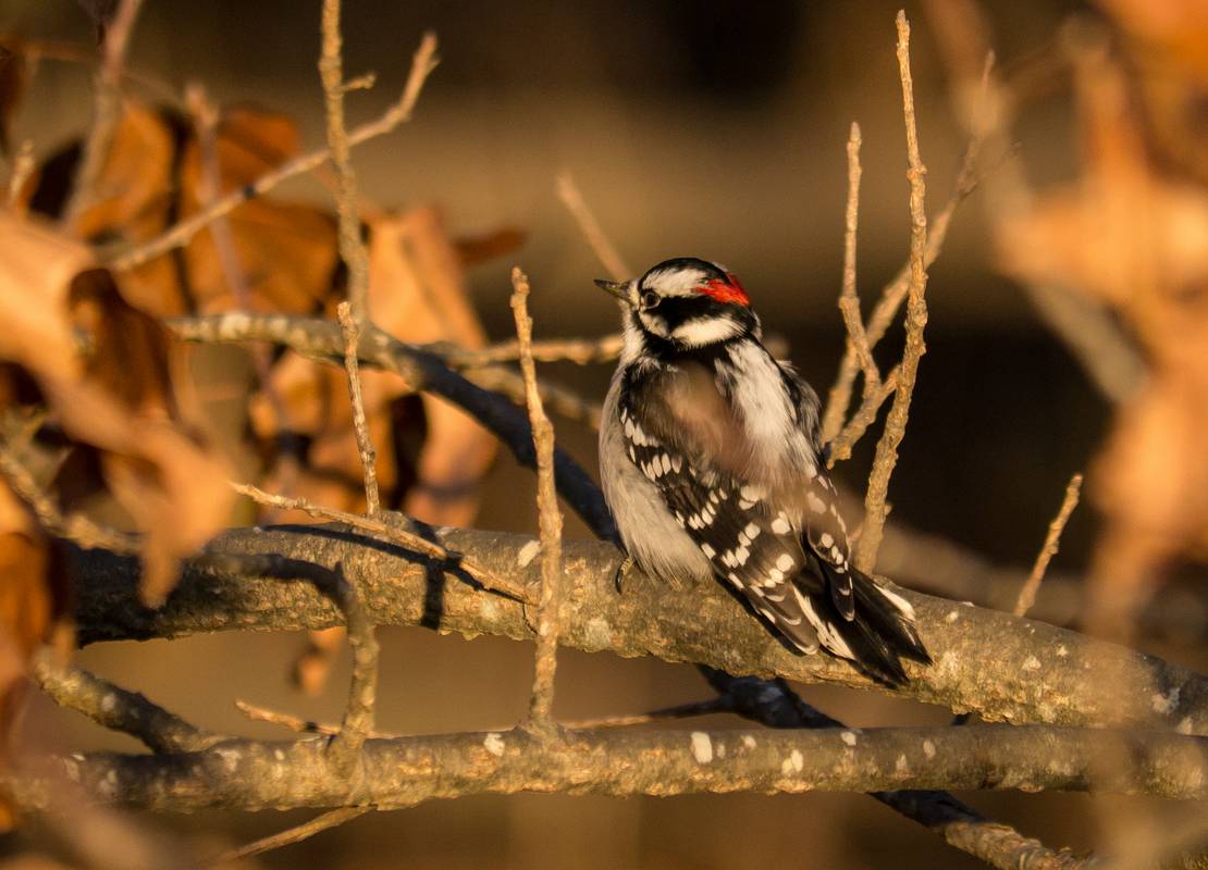 Downy woodpecker at the observation platform at the Pines Trail area.<br />Dec. 6, 2012 - Parker River National Wildlife Refuge, Plum Island, Massachusetts.