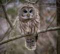 Barred owl.<br />Dec. 7, 2012 - Parker River National Wildlife Refuge, Plum Island, Massachusetts.