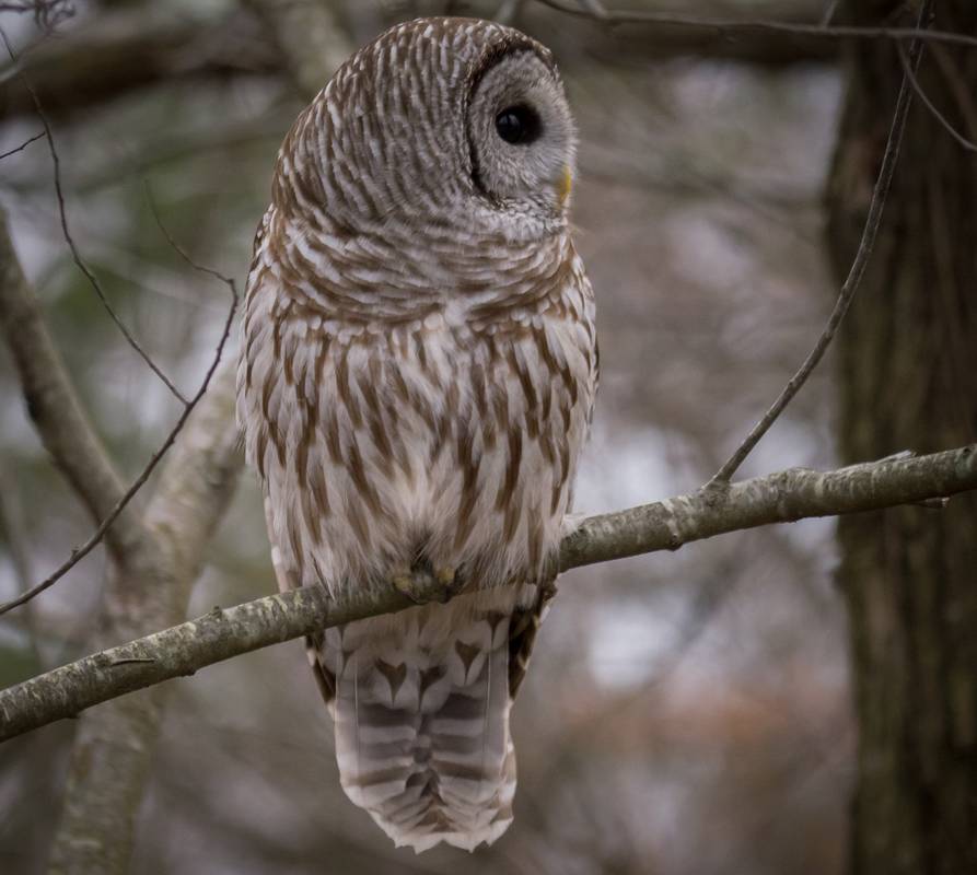 Barred owl.<br />Dec. 7, 2012 - Parker River National Wildlife Refuge, Plum Island, Massachusetts.