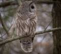 Barred owl.<br />Dec. 7, 2012 - Parker River National Wildlife Refuge, Plum Island, Massachusetts.