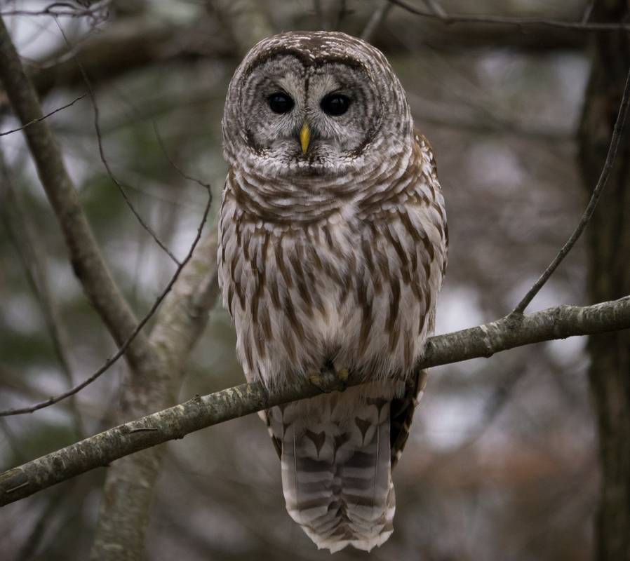 Barred owl.<br />Dec. 7, 2012 - Parker River National Wildlife Refuge, Plum Island, Massachusetts.