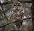 Barred owl.<br />Dec. 7, 2012 - Parker River National Wildlife Refuge, Plum Island, Massachusetts.