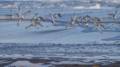 Sanderlings?<br />A walk off parking lot #3.<br />Jan. 7, 2013 - Parker River National Wildlife Refuge, Plum Island, Massachusetts.