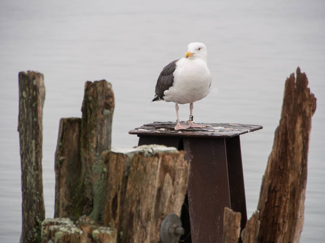 Black backed seagull.<br />An outing with the Photographic Society of the Parker River Natonal Wildlife Refuge.<br />Jan. 12, 2013 - North end of Plum Island, Massachusetts.