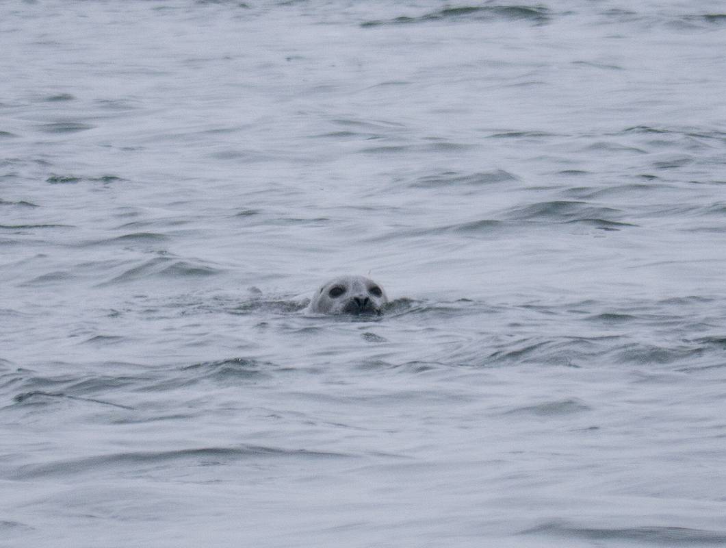 Seal in the Merrimack River.<br />An outing with the Photographic Society of the Parker River Natonal Wildlife Refuge.<br />Jan. 12, 2013 - North end of Plum Island, Massachusetts.