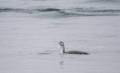 Loon on the Merrimack River.<br />An outing with the Photographic Society of the Parker River Natonal Wildlife Refuge.<br />Jan. 12, 2013 - North end of Plum Island, Massachusetts.