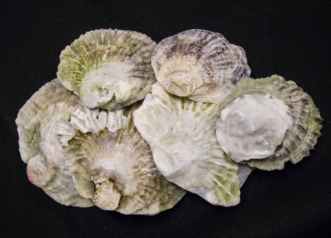 Photographic Society's experimentation with close-up and macro photography.<br />Jan. 12, 2013 - Parker River National Wildlife Refuge Headquarters, Newburyport, Massachusetts.