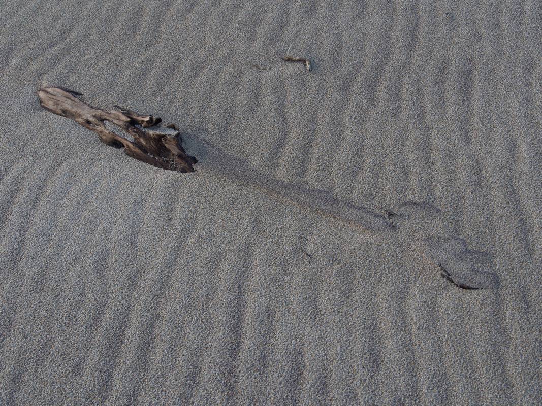 A stick and its water shadow?<br />Jan. 14, 2013 - Parker River National Wildlife Refuge, Plum Island, Massachusetts.