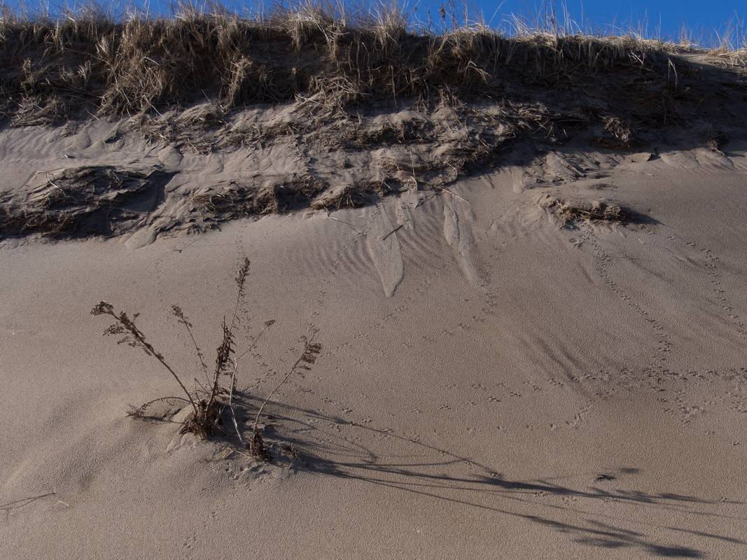 Patterns in the dune.<br />Jan. 14, 2013 - Parker River National Wildlife Refuge, Plum Island, Massachusetts.