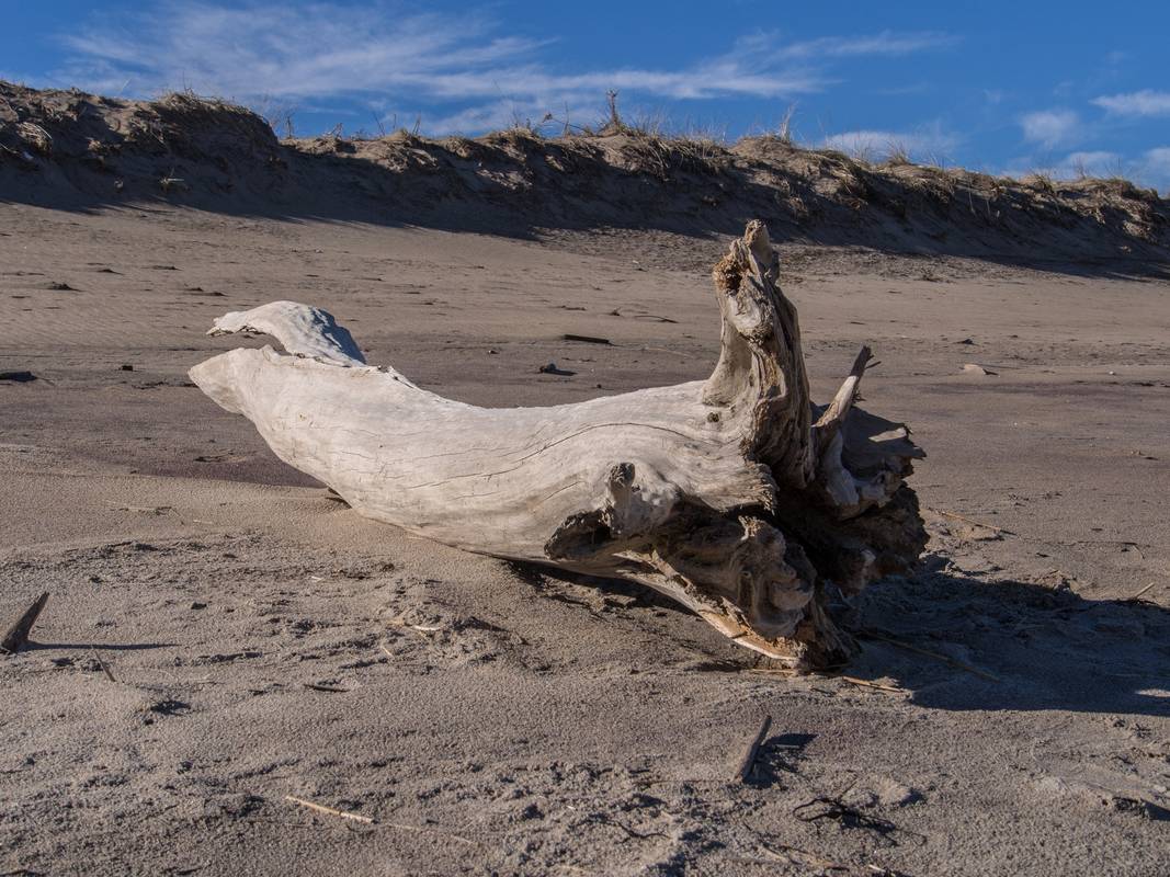 A good log to sit down and rest.<br />Jan. 14, 2013 - Parker River National Wildlife Refuge, Plum Island, Massachusetts.
