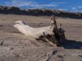 A good log to sit down and rest.<br />Jan. 14, 2013 - Parker River National Wildlife Refuge, Plum Island, Massachusetts.