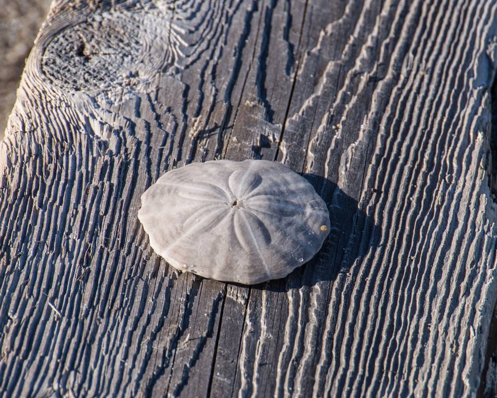 Sand dollar.<br />Jan. 14, 2013 - Parker River National Wildlife Refuge, Plum Island, Massachusetts.