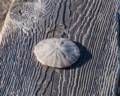 Sand dollar.<br />Jan. 14, 2013 - Parker River National Wildlife Refuge, Plum Island, Massachusetts.