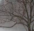 A walk in the park on a foggy afternoon.<br />Jan. 30, 2013 - Maudslay State Park, Newburyport, Massachusetts.