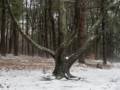 A walk in the park on a foggy afternoon.<br />Jan. 30, 2013 - Maudslay State Park, Newburyport, Massachusetts.